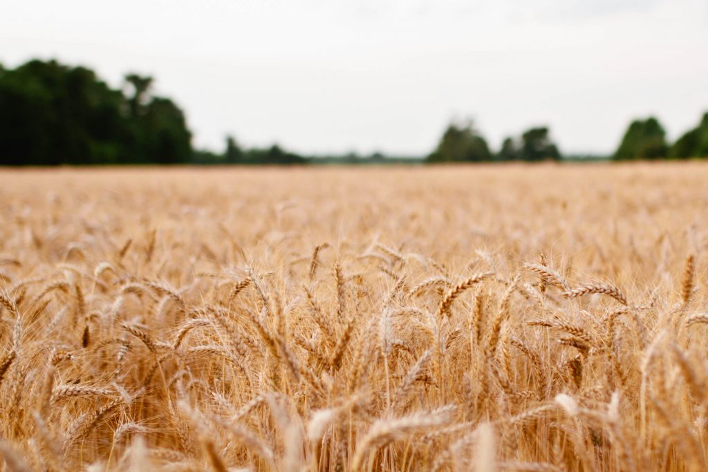 landscape-field-wheat-safe