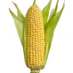 Corn on Cob