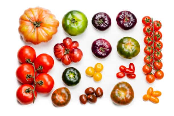 Tomatoes come in a rainbow of colors: red, sure, but also shades of yellow, orange, pink, green, burgundy, purple, streaked and striped, and practically black.