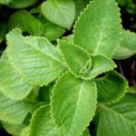 Oregano