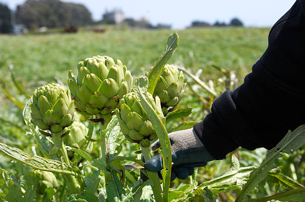 How do you buy fresh artichokes?