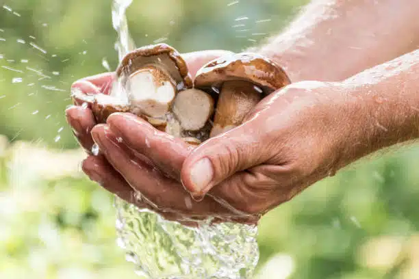 Make sure to wash your mushrooms with Earth's Natural fruit & Vegetable Wash